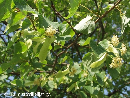 Tilia cordata, metsälehmus Tilia cordata, metsälehmus